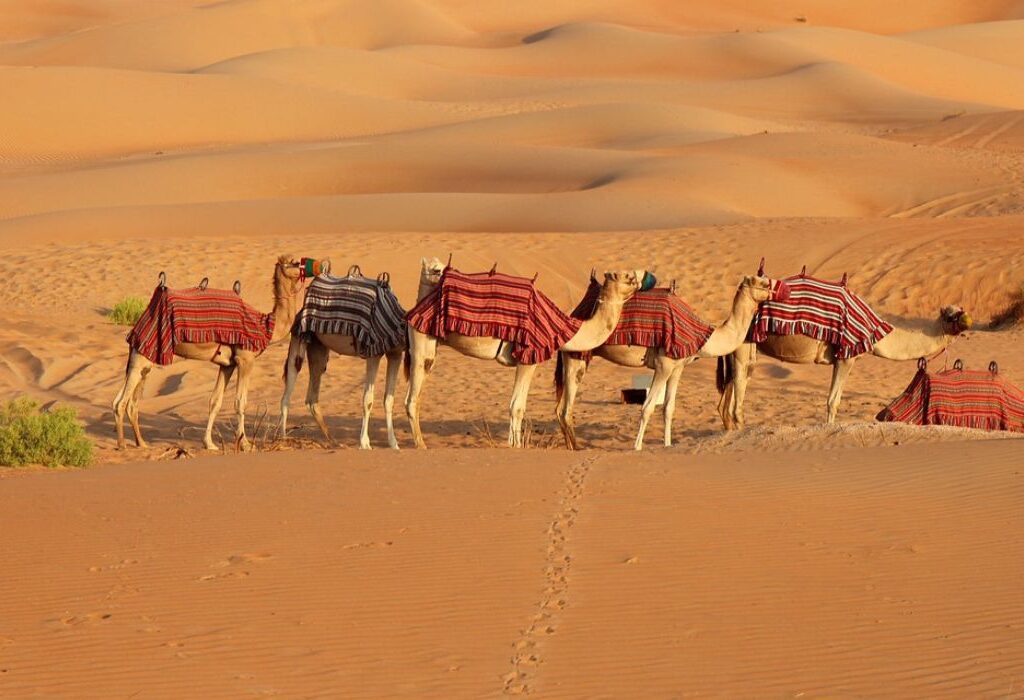 Camel Safari and Desert Camping