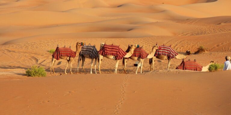 Camel Safari and Desert Camping