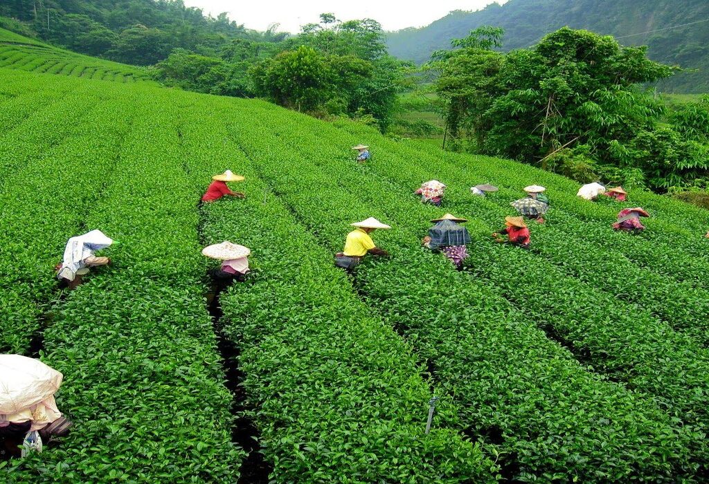 Darjeeling