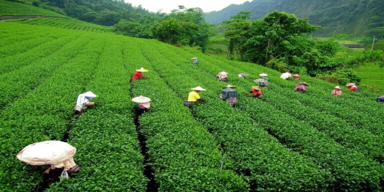 Darjeeling